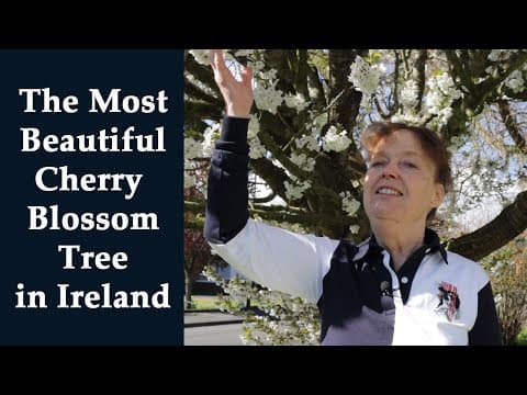 A Magnificent Cherry Blossom Tree, some Bad News - and some Very Good News!