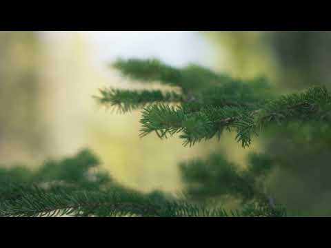 Meditation 5